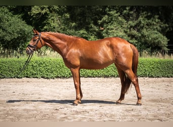 Hanovrien, Jument, 6 Ans, 172 cm, Alezan