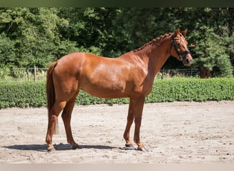 Hanovrien, Jument, 6 Ans, 172 cm, Alezan