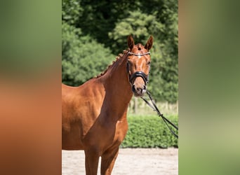 Hanovrien, Jument, 6 Ans, 172 cm, Alezan