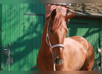 Hanovrien, Jument, 6 Ans, 172 cm, Alezan