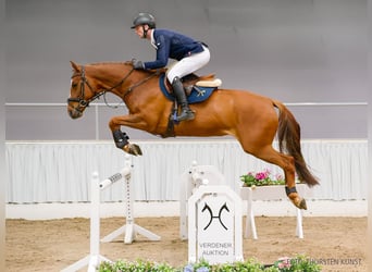 Hanovrien, Jument, 6 Ans, 172 cm, Bai brun foncé