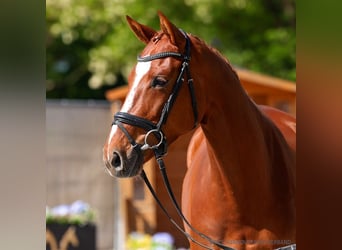 Hanovrien, Jument, 6 Ans, 172 cm, Bai brun foncé