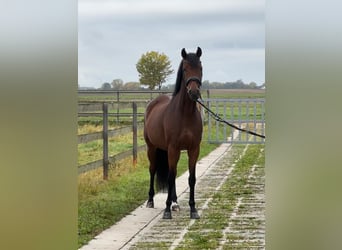 Hanovrien, Jument, 6 Ans, 172 cm, Bai