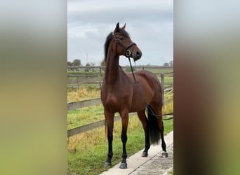 Hanovrien, Jument, 6 Ans, 172 cm, Bai