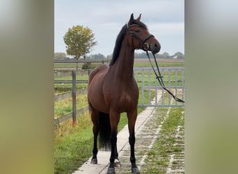 Hanovrien, Jument, 6 Ans, 172 cm, Bai