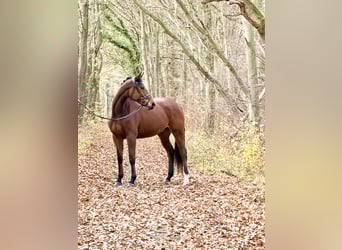 Hanovrien, Jument, 6 Ans, 172 cm, Bai