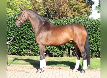 Hanovrien, Jument, 6 Ans, 172 cm, Bai