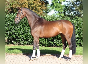 Hanovrien, Jument, 6 Ans, 172 cm, Bai