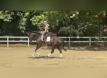 Hanovrien, Jument, 6 Ans, 173 cm, Alezan brûlé