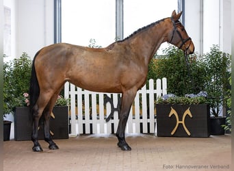 Hanovrien, Jument, 6 Ans, 173 cm, Bai