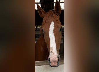 Hanovrien, Jument, 6 Ans, 174 cm, Alezan