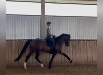 Hanovrien, Jument, 6 Ans, 174 cm, Bai cerise