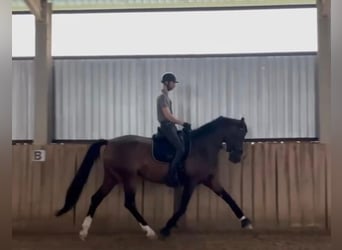 Hanovrien, Jument, 6 Ans, 174 cm, Bai cerise