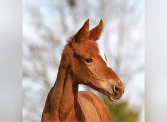 Hanovrien, Jument, 6 Ans, 174 cm, Bai