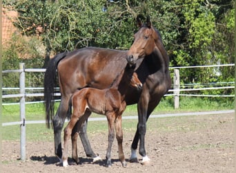 Hanovrien, Jument, 6 Ans, 174 cm, Bai