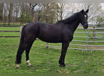 Hanovrien, Jument, 6 Ans, 174 cm, Noir