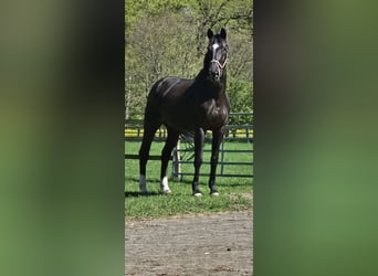 Hanovrien, Jument, 6 Ans, 174 cm, Noir