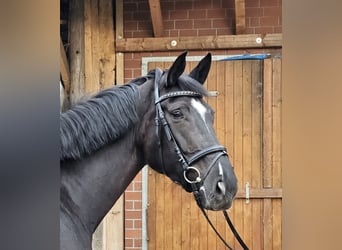 Hanovrien, Jument, 6 Ans, 174 cm, Noir