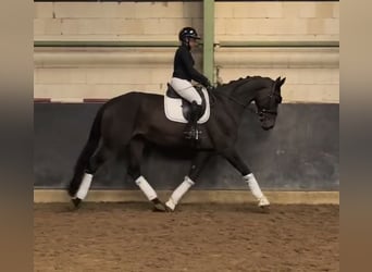 Hanovrien, Jument, 6 Ans, 175 cm, Bai brun