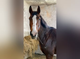 Hanovrien, Jument, 6 Ans, 175 cm, Bai brun