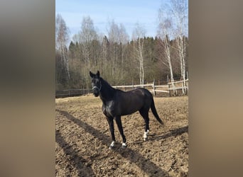 Hanovrien, Jument, 6 Ans, 175 cm, Noir