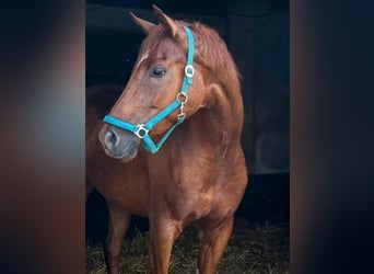 Hanovrien, Jument, 6 Ans, 178 cm, Alezan