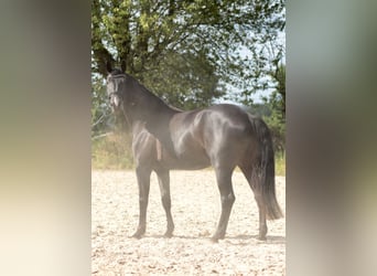 Hanovrien, Jument, 6 Ans, 180 cm, Noir