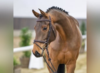 Hanovrien, Jument, 6 Ans, Bai