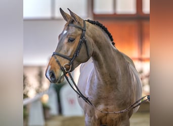 Hanovrien, Jument, 6 Ans, Bai