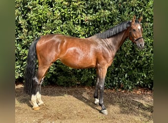 Hanovrien, Jument, 6 Ans, Bai