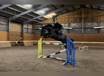 Hanovrien, Jument, 7 Ans, 155 cm, Bai brun foncé