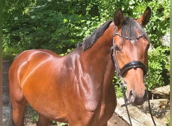 Hanovrien, Jument, 7 Ans, 158 cm, Bai