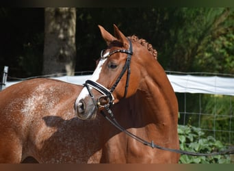 Hanovrien, Jument, 7 Ans, 160 cm, Alezan