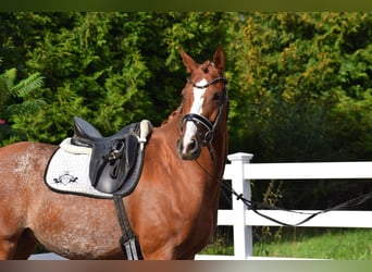 Hanovrien, Jument, 7 Ans, 160 cm, Alezan