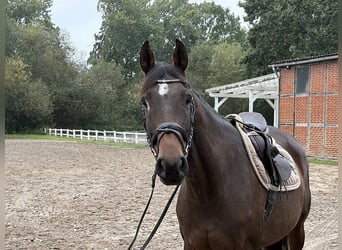 Hanovrien, Jument, 7 Ans, 160 cm, Bai brun