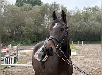 Hanovrien, Jument, 7 Ans, 160 cm, Bai brun