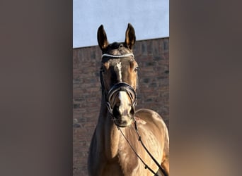 Hanovrien, Jument, 7 Ans, 162 cm, Bai