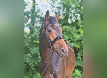 Hanovrien, Jument, 7 Ans, 163 cm, Bai brun