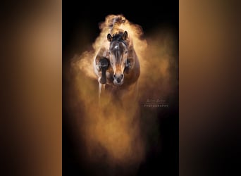 Hanovrien, Jument, 7 Ans, 163 cm, Bai brun