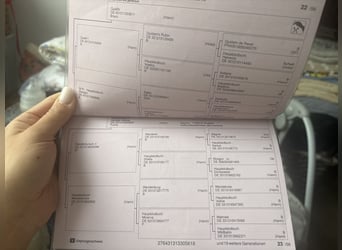 Hanovrien, Jument, 7 Ans, 163 cm, Bai cerise