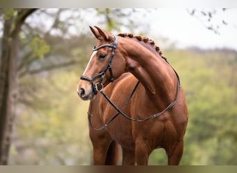 Hanovrien, Jument, 7 Ans, 163 cm