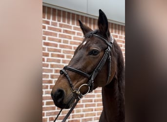 Hanovrien, Jument, 7 Ans, 164 cm, Bai brun