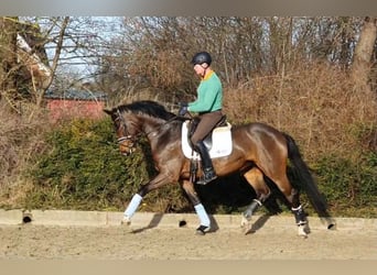 Hanovrien, Jument, 7 Ans, 164 cm, Bai