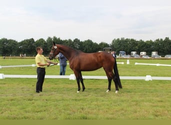 Hanovrien, Jument, 7 Ans, 164 cm, Bai