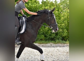 Hanovrien, Jument, 7 Ans, 164 cm, Noir