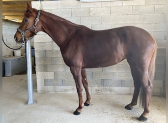 Hanovrien, Jument, 7 Ans, 165 cm, Alezan brûlé