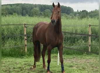 Hanovrien, Jument, 7 Ans, 165 cm, Alezan brûlé