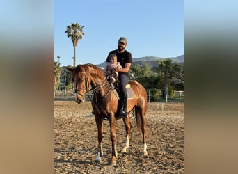 Hanovrien, Jument, 7 Ans, 165 cm, Alezan brûlé