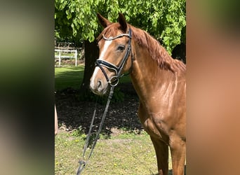 Hanovrien, Jument, 7 Ans, 165 cm, Alezan