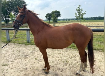 Hanovrien, Jument, 7 Ans, 165 cm, Alezan